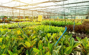 Nutrientes y cultivos verdes en invernadero