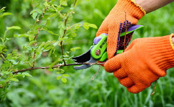 Podadora para plantas, herramientas de jardinería